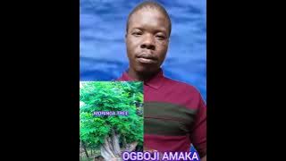 RAHASIA KUNO POHON MORINGA 🌲 YANG PERLU ANDA KETAHUI DAN CARA MENGGUNAKANNYA UNTUK PERLINDUNGAN.