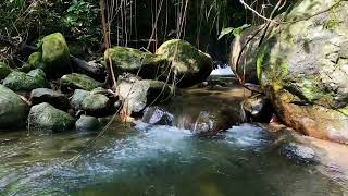 Nature Sounds of a Forest River for RelaxingNatural meditation music of a Waterfall & Bird Sounds