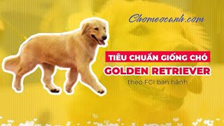Tiêu chuẩn giống chó Golden Retriever thuần chủng FCI. Hình ảnh chó Golden đẹp cute | Chomeocanh.com