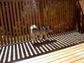 大型犬エリア