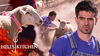 Famous Chefs Chase Their Own Ingredients in Hilarious Challenge | Hell’s Kitchen Wealth