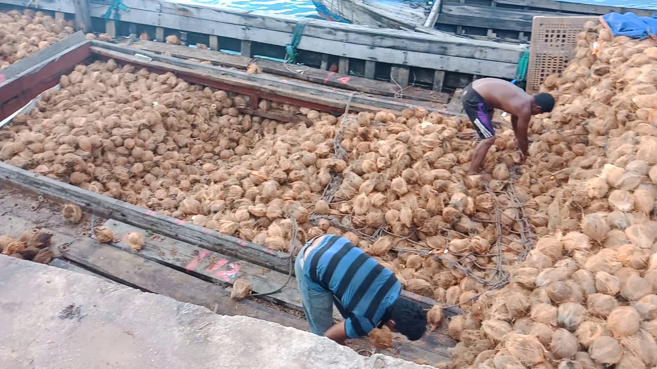 Proses Stuffing Kelapa tua export to bangkok 