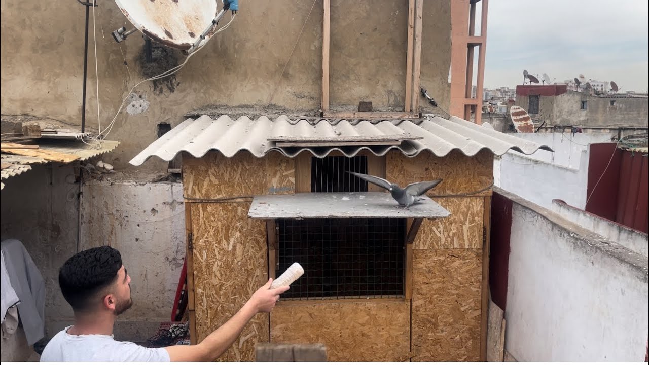 دخول الحمام من مسابقة سبت كزولة أجواء الاتارة و التشويقPigeon racing