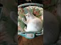 Котики тоже дети!  #смешно  #породистыекошки #юмор #кошки