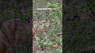 Wolf Watching From the Bushes 🐺 Волк наблюдает из кустов 🐺 #wolves
