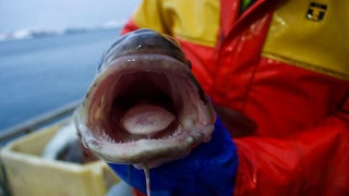 Языки трески*Деликатесы* Cods tongue * Torsketunger Языки трески*Деликатесы* Cods tongue * Torsketunger