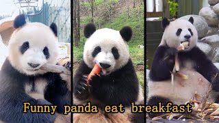 funny panda  eat breakfast