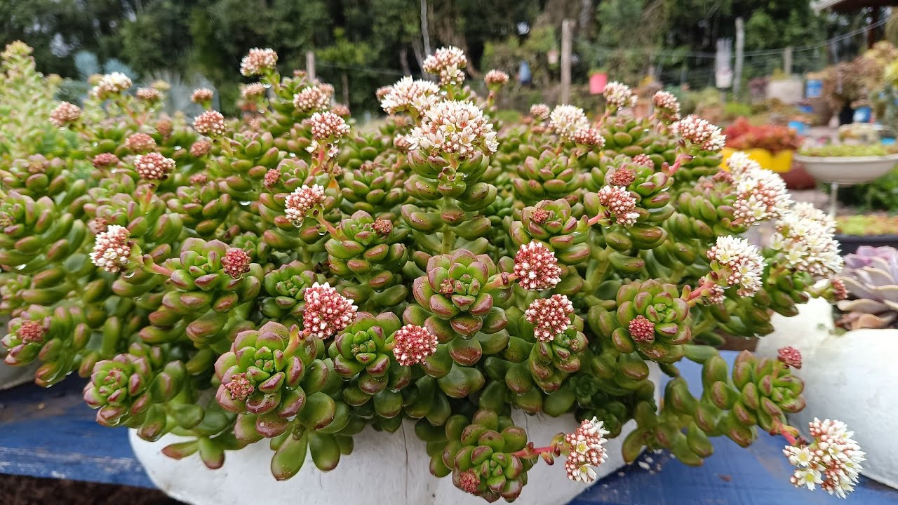 10 suculentas que viraram mato,de tanto que reproduz