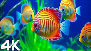 Aquarium 4K VIDEO ULTRA HD 🐠 Beautiful Coral Reef Fish - Relaxing Sleep Meditation Music