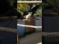 Koala scared a rabbit | San Diego Zoo in California