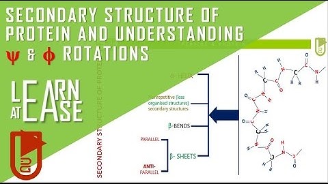 Secondary structure of Protein & Understanding ψ and ϕ rotations