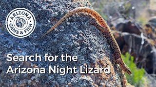 Search for the Arizona Night Lizard by Arizona Game And Fish 831 views 8 months ago 1 minute, 33 seconds