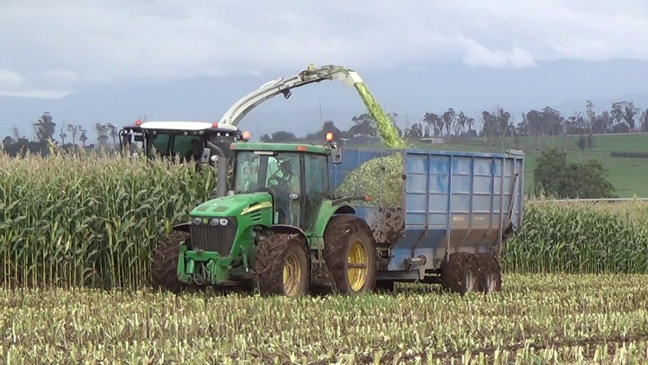 2020 Maize Silage Harvest Part 1