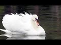 Swans' Territorial Displays and Behavior