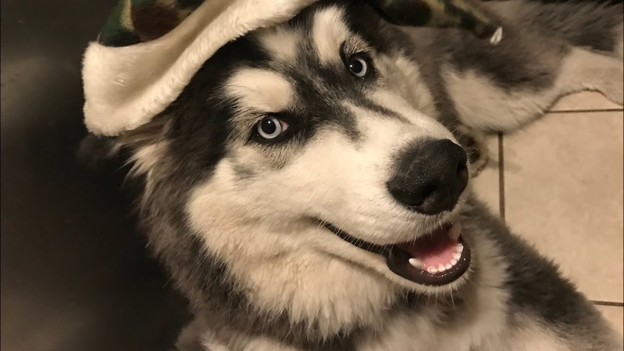My Husky Puppy Razor is On Santa's Naughty List for Christmas - YouTube
