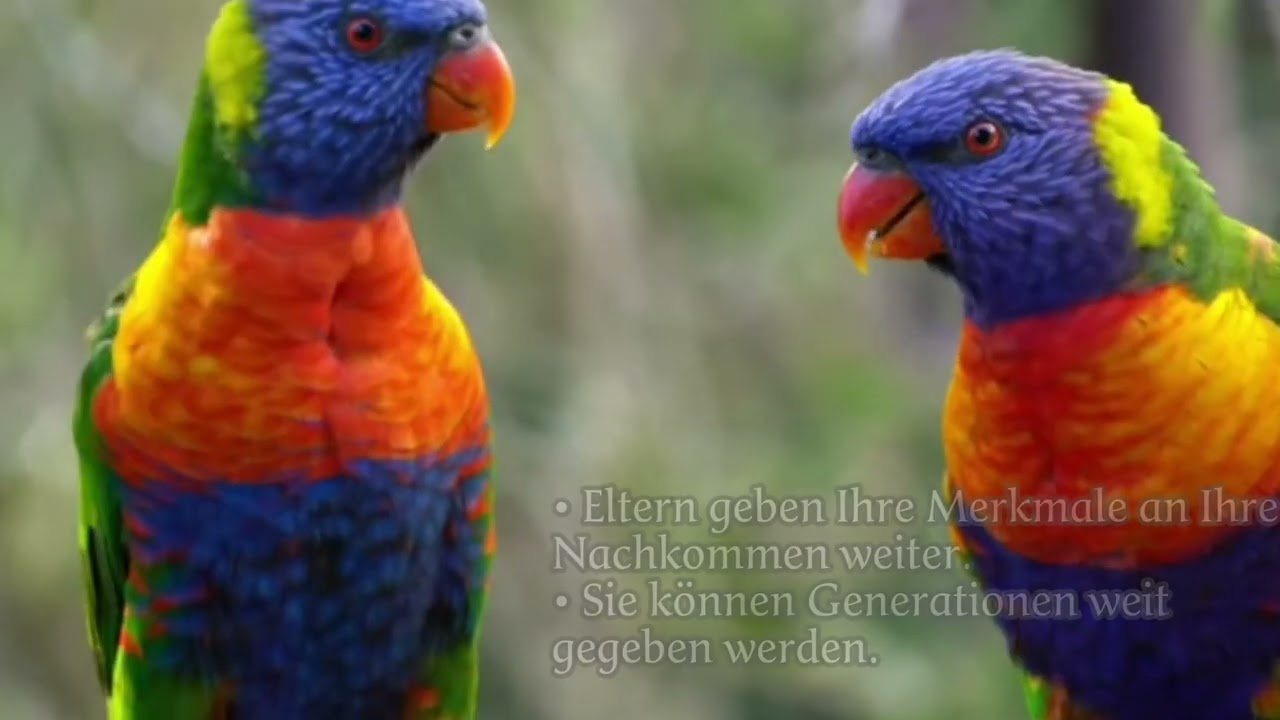 Charles Darwin. 10a Bio Referat.