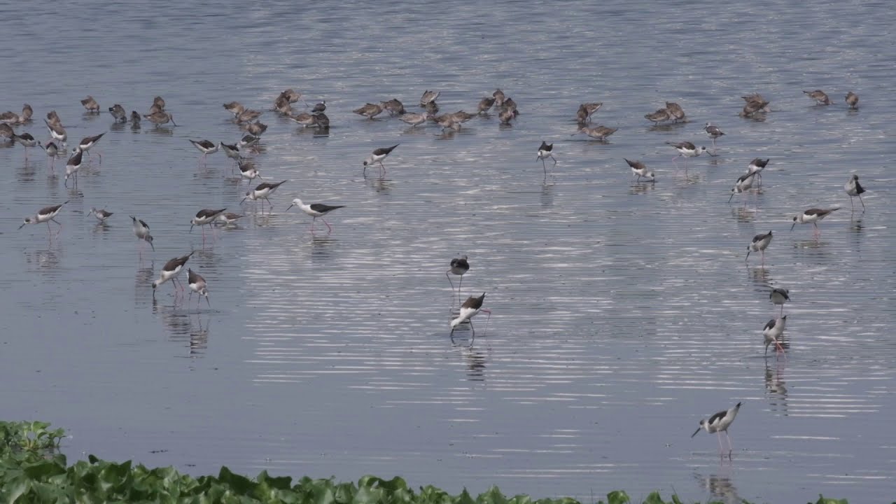 Birds @ House of Hiranandani Backwaters