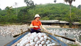 Harvesting DUCK Eggs Goes to market sell - Take care of goats and pigs on high hills
