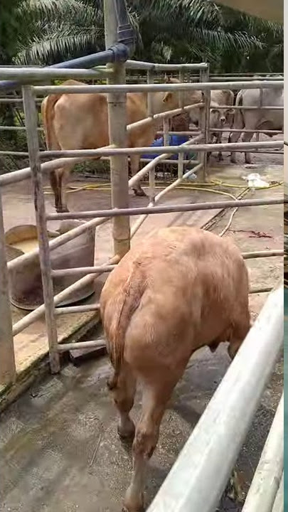 Lembu Baka Limousine Hasil A.i Induk Brahman. GreatBull Breed Johor