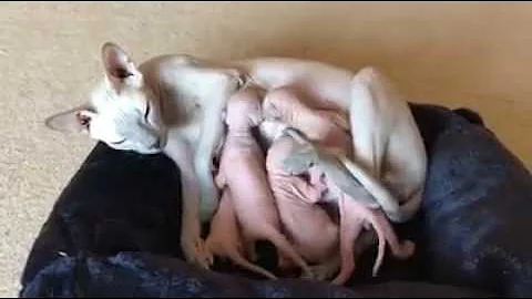 Video 9365121: sphynx cats mating, funny sphynx cat, sphynx cat baby, sphynx kitten