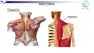 musculos del torax