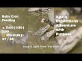 Feeding Crocodiles in Mauritius | La Vanille Nature Park