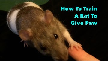 How To Train A Rat To Give Paw - Audio tutorial