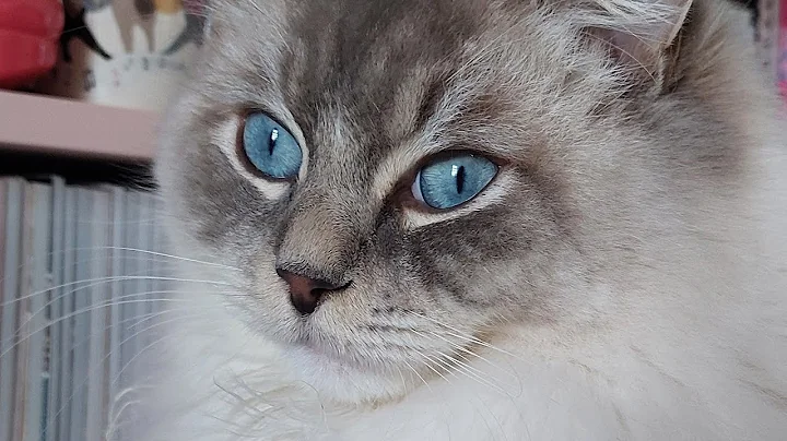 Video 1963921: tabby mitted, tabby male