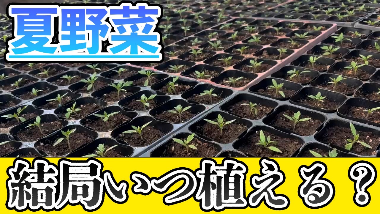 【トマトなすピーマン】今年はこのタイミングで必ず植えてください　