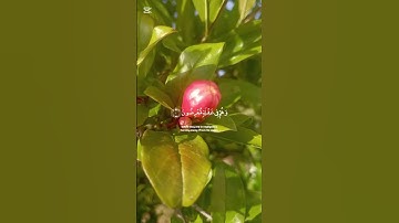 #اكسبلور #القرآن_الكريم #سورة الآنبياء#القارئ_عبدالباسط_عبدالصمد #راحة_نفسية