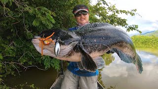 Giant snakehead fishing, the biggest in my life, the biggest one weighed 33 pounds 15 kilograms. screenshot 5