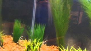 Review of Top Fin 10 gallon aquarium