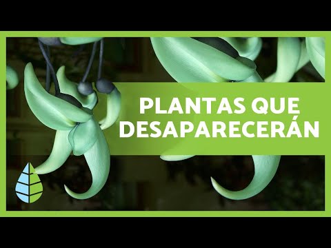 Vídeo: No Hay Evidencia De Sincronización De Floración Sobre Volátiles Florales Para Una Especie De Planta Anual De Corta Duración: Revisando Una Hipótesis Atractiva