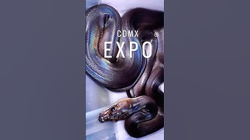 Expo #snake #reptiles #animals #retic #black #python #ballpython #breeding #pets #ball