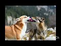 viral video animals