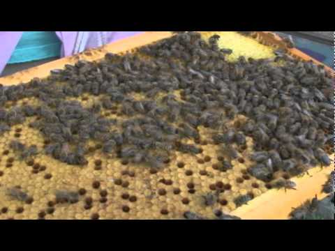 Breeding Survivor Queenbees in New Mexico