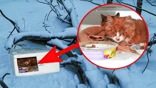 A Girl Looks Inside The Abandoned Box Her Dad Found On The Roadside And Couldnt Hold Back Her Tears