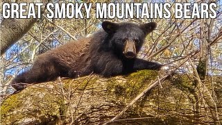 Smoky Mountain Bears Everywhere / They Are Up To No Good In The Trees.