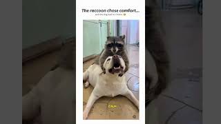 The Cutest Raccoon and Dog Friendship You’ll See Today 🦝🐶#amazinganimals