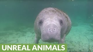 Extremely friendly manatee swims right up to diver
