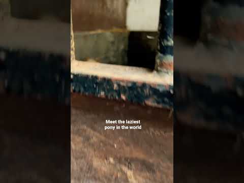 Laziest Pony In The World 