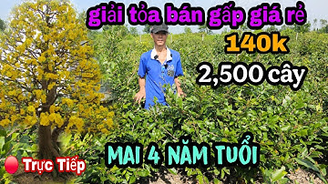 Trời Ơi Giải Tỏa Chủ Vườn Mai Bán Gấp Giá Rẻ Bèo Long An Ngay Lúc Này 
