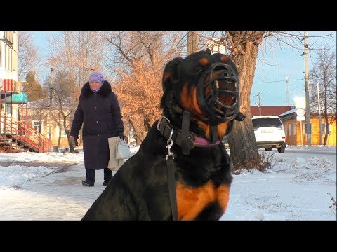 Видео: Почему моя собака не смотрит мне в глаза?