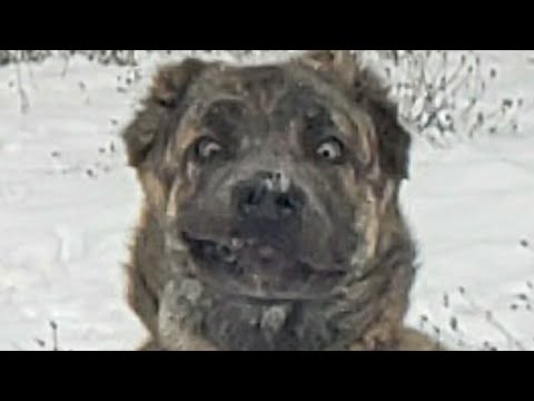 Anatolian Shepherd Has To Talk After A Yawn Shorts