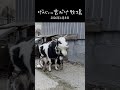 あすかママの優しい授乳タイム🍼一生懸命におっぱいを飲む子ヤギたちの姿が尊 #shorts