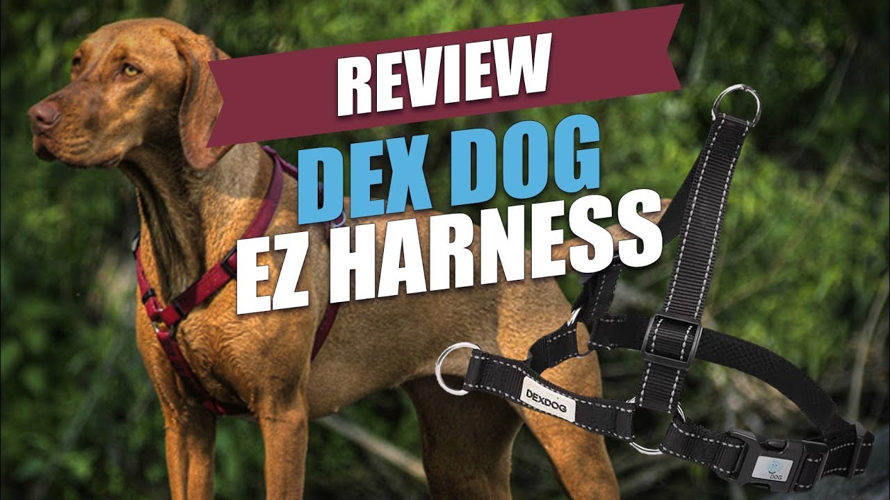 Dex Dog EZ Harness for Dogs Review 