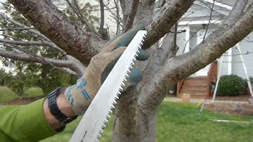 How to Make a Proper Pruning Cut on an Established Ornamental Cherry Tree