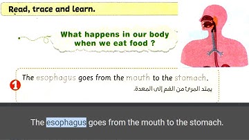 grade 4 unit 1 lesson 2 | digestive system | respiratory system