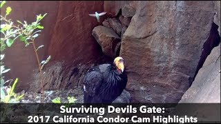 Peer into the lives of one worlds most majestic endangered species on
california condor cam. here, we relive events a harrowing breeding
se...