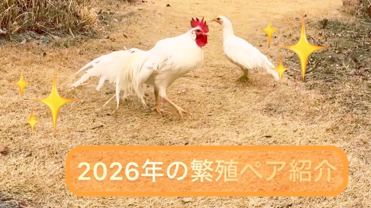 2026年2月7日 本年度の種鶏達の一部 - YouTube